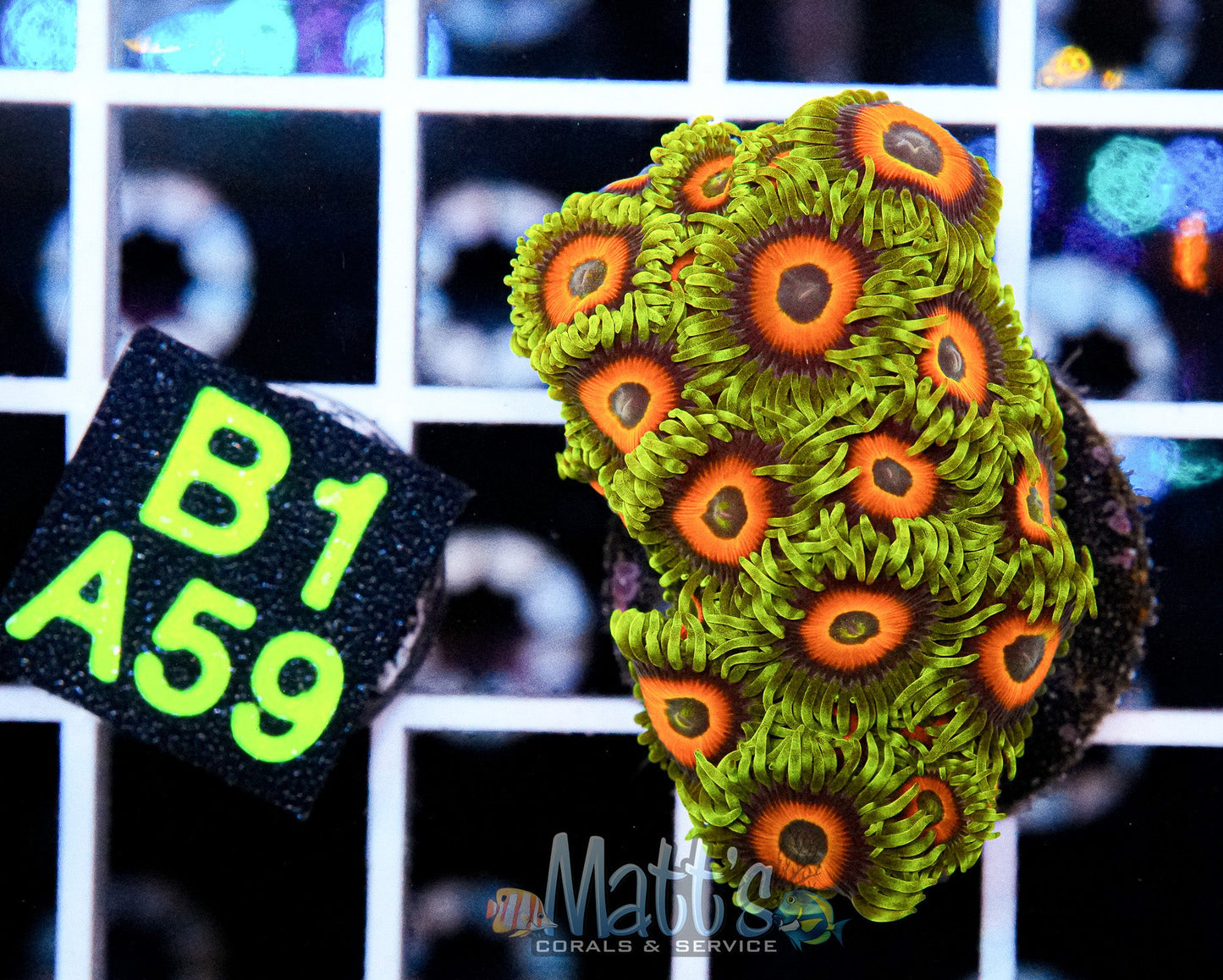 Eagle Eyes Zoa Full Plug “WYSIWYG”