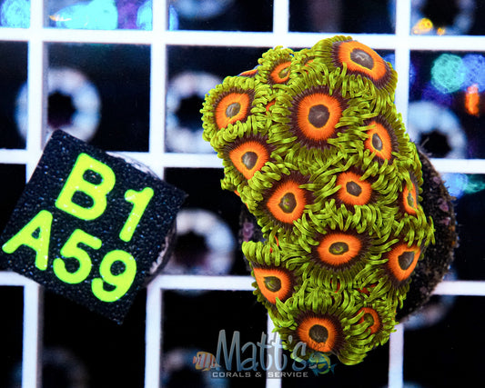Eagle Eyes Zoa Full Plug “WYSIWYG”