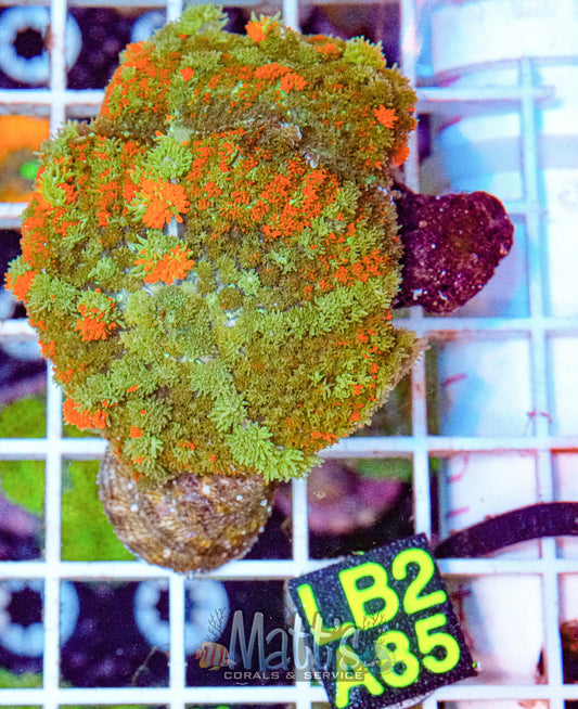 Ultra Rhodactis Green/Orange “WYSIWYG”