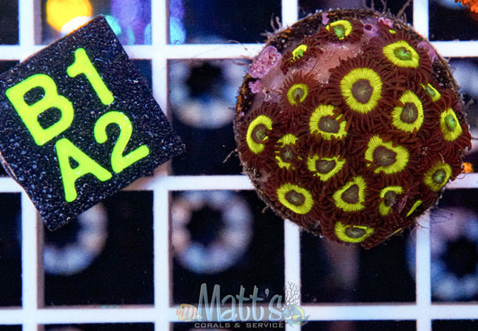 Wolverine Zoa Full Plug “WYSIWYG”