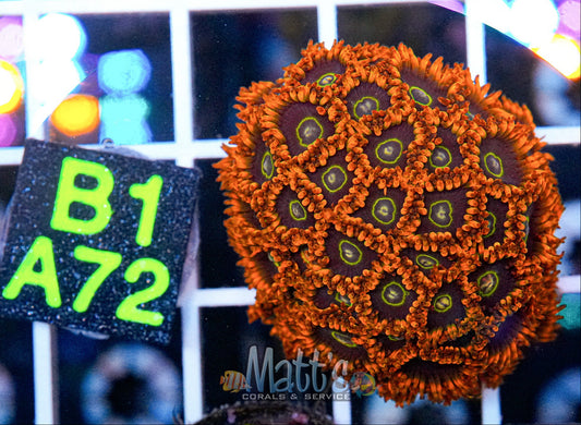 Rainbow Hornets Zoa Full Plug “WYSIWYG”