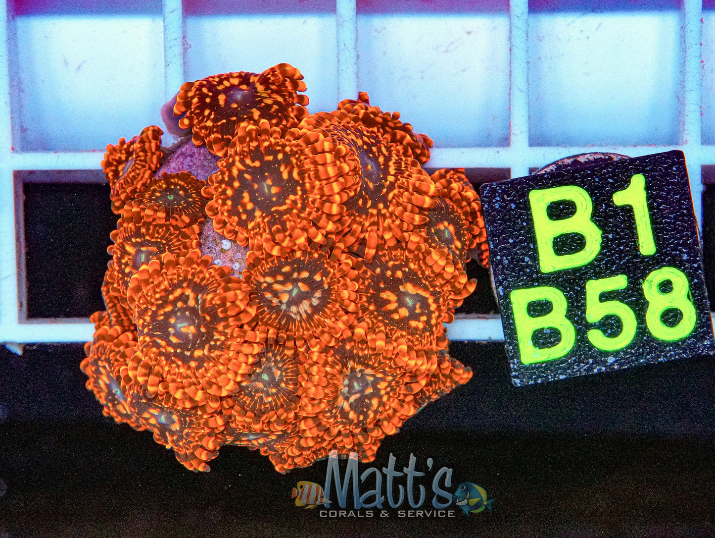 Utter Chaos Zoa Full Plug “WYSIWYG”