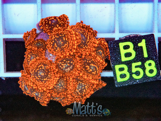 Utter Chaos Zoa Full Plug “WYSIWYG”