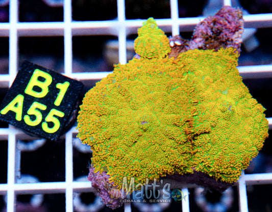 Rhodactis Gold Mini Colony“WYSIWYG”