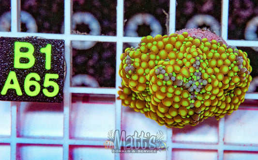 Florida Ricordea Mushroom Mini Colony“WYSIWYG”