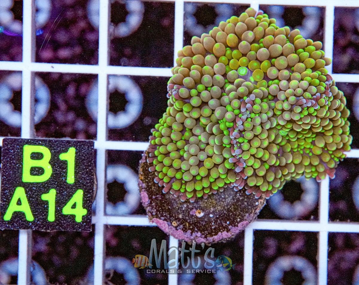 Florida Ricordea Mushroom Mini Colony“WYSIWYG”