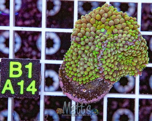 Florida Ricordea Mushroom Mini Colony“WYSIWYG”