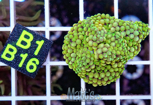 Florida Ricordea Green Mushroom “WYSIWYG”