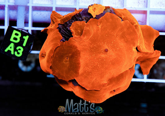 Ultra Solar Discosoma Mini Colony “WYSIWYG”