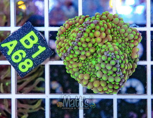 Florida Ricordea Mushroom “WYSIWYG”