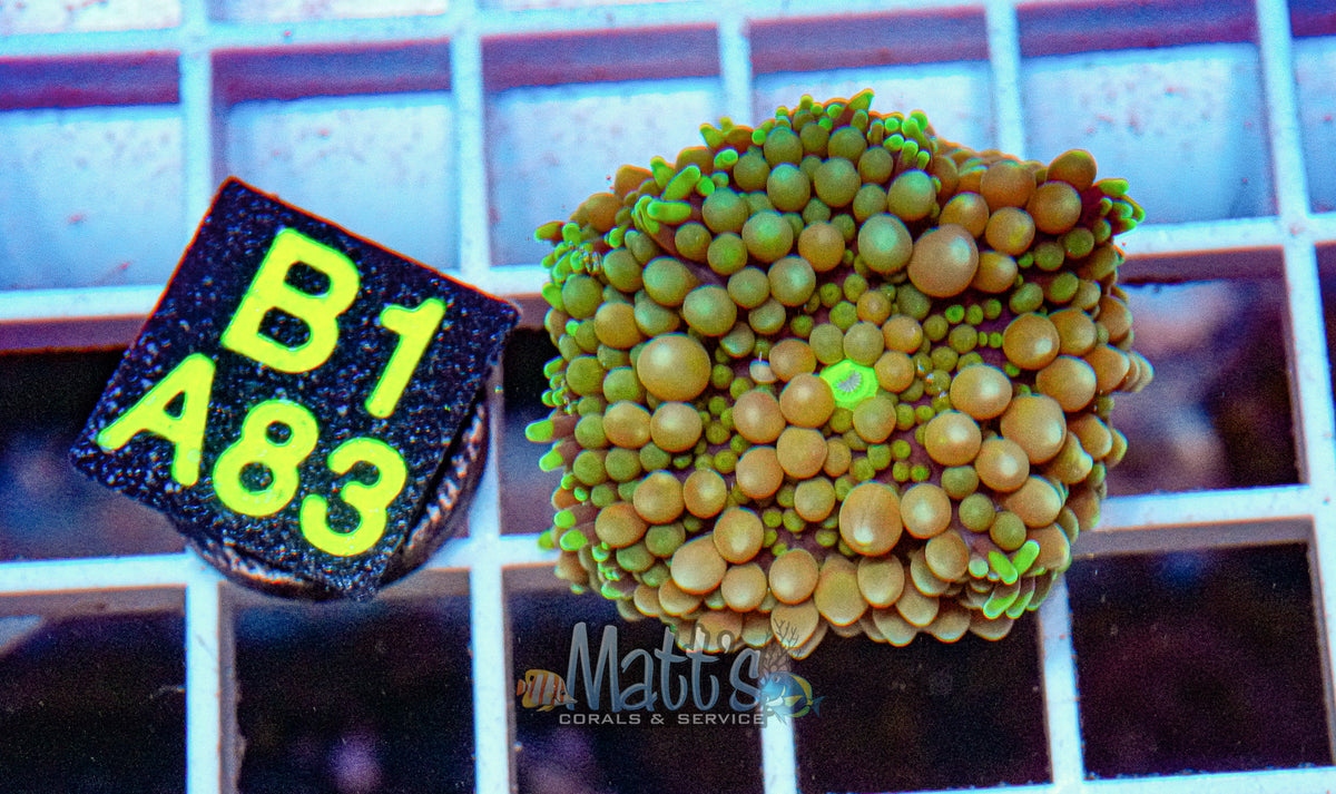 Florida Ricordea Mushroom “WYSIWYG”