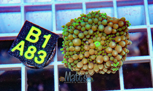 Florida Ricordea Mushroom “WYSIWYG”