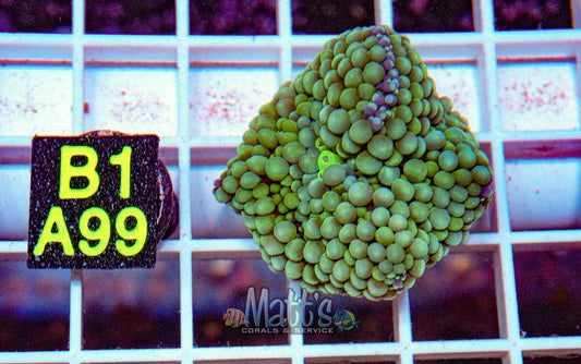 Florida Ricordea Mushroom “WYSIWYG”