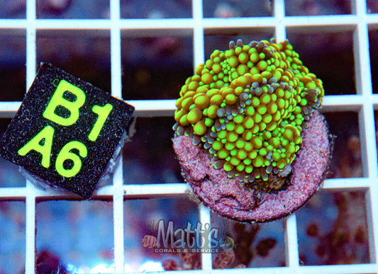Ultra Florida Ricordea Mushroom “WYSIWYG”