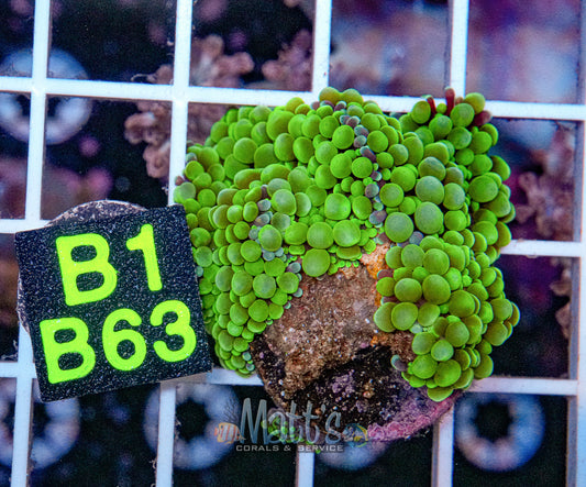 Green Florida Ricordea Mushroom “WYSIWYG”