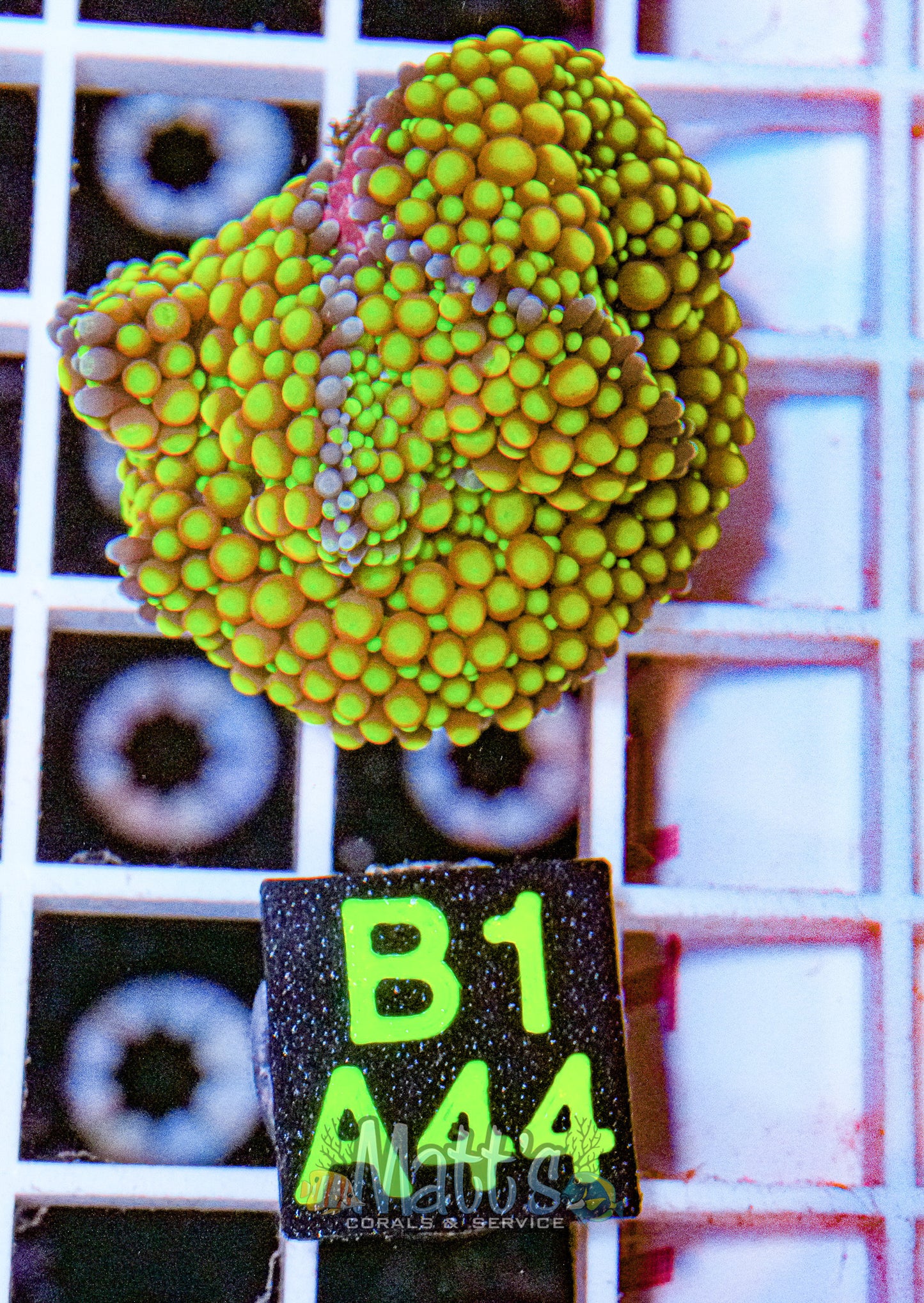 Florida Ricordea Mushroom “WYSIWYG”