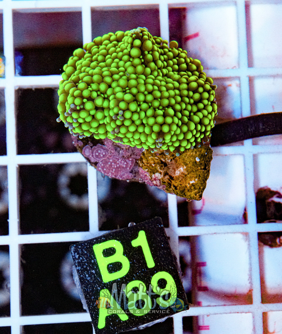 Florida Ricordea Mushroom “WYSIWYG”