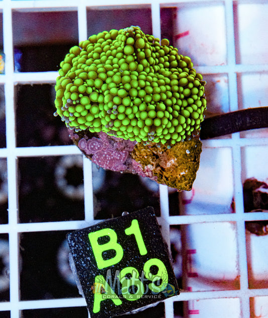 Florida Ricordea Mushroom “WYSIWYG”