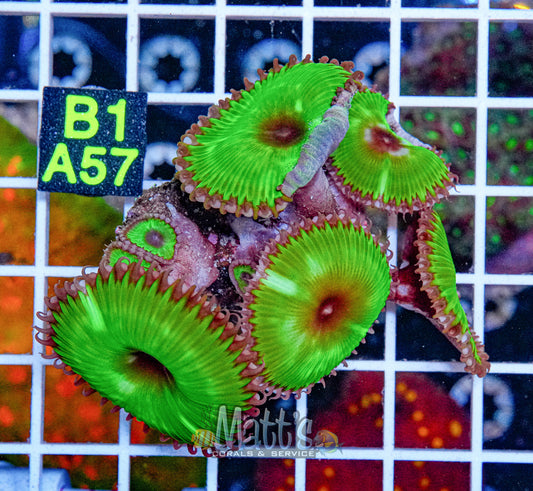 Nuclear Green Palythoa “WYSIWYG”