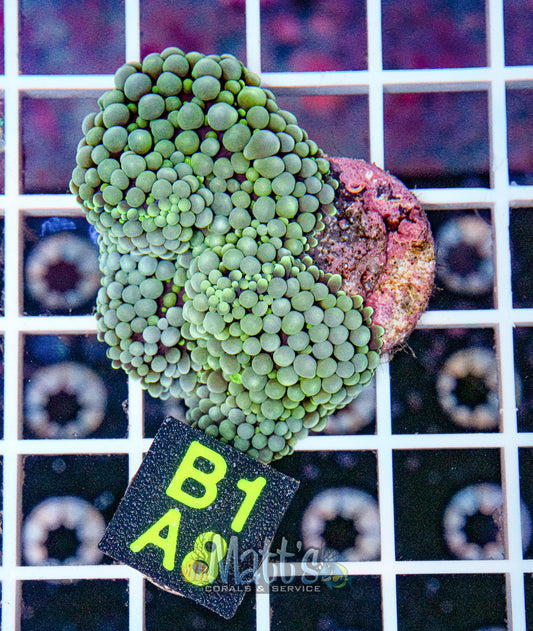 Florida Ricordea Mushroom “WYSIWYG”