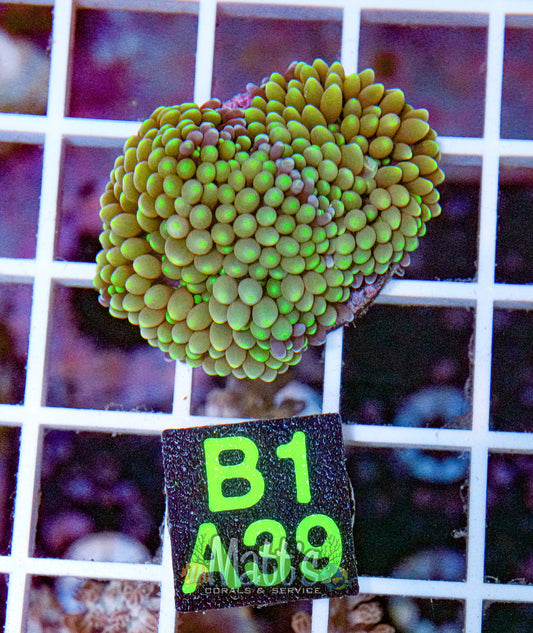 Florida Ricordea Mushroom “WYSIWYG”