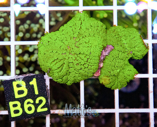 Green Rhodactis Mini Colony“WYSIWYG”