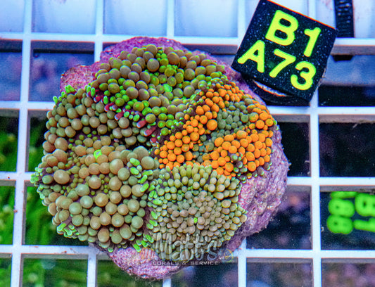 Florida Ricordea Mushroom Mini Colony“WYSIWYG”