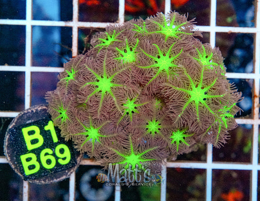 Neon Green Clove Polyps “WYSIWYG”