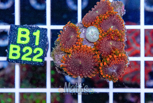 Fary Fart Zoa Mini Colony “WYSIWYG”