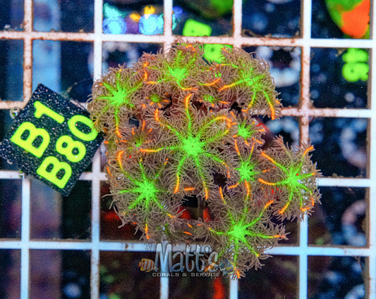 Fireworks Clove Polyps “WYSIWYG”