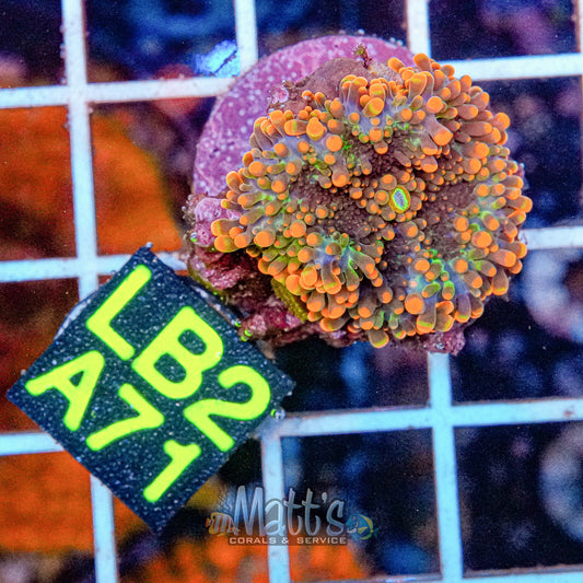 Yuma Mushroom Orange “WYSIWYG”