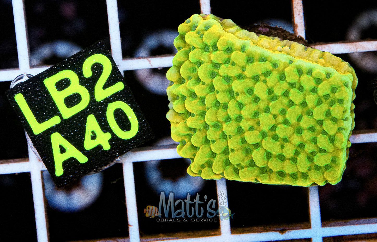 Frozen Citrus Monti Frag “WYSIWYG”
