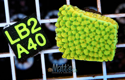 Frozen Citrus Monti Frag “WYSIWYG”