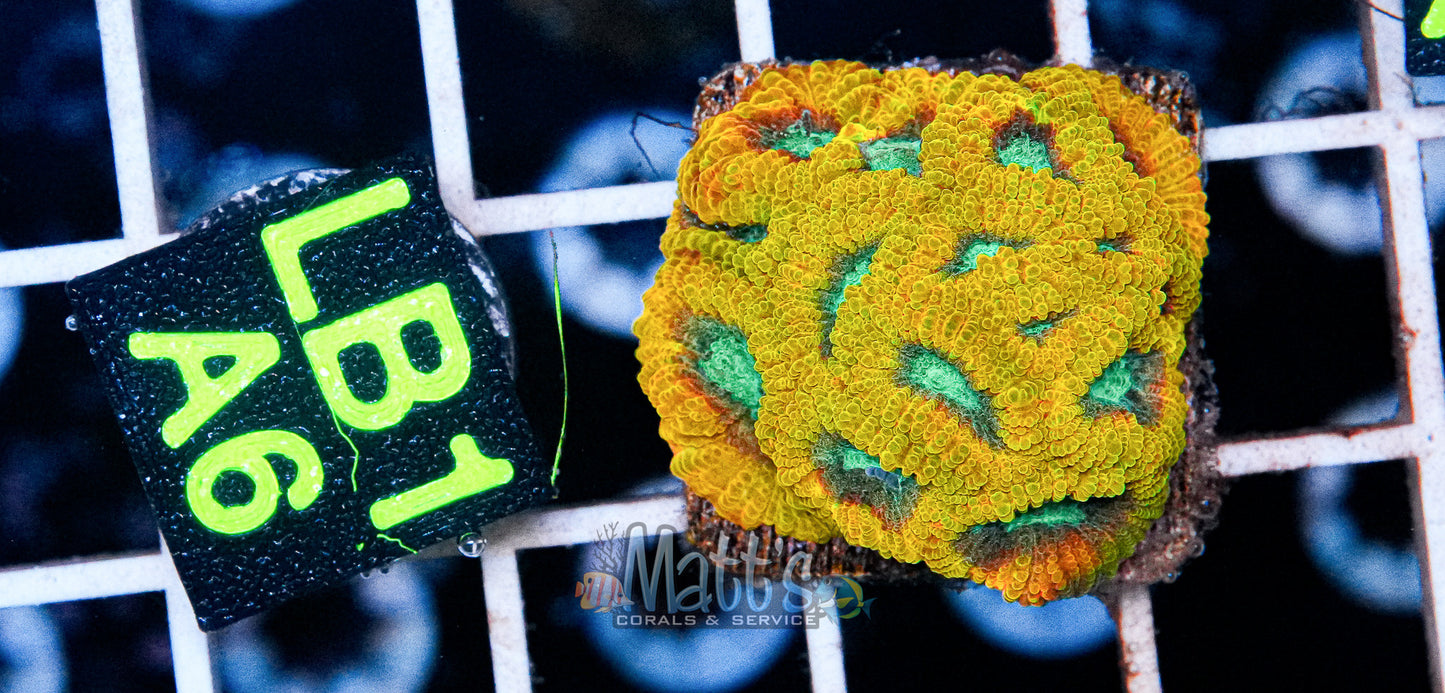 Electric Daisy Favia “WYSIWYG”