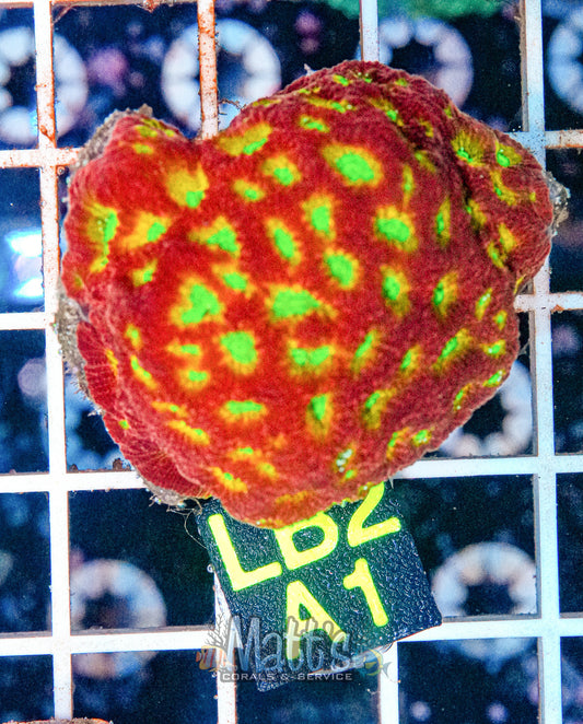 Favia War Coral “WYSIWYG”