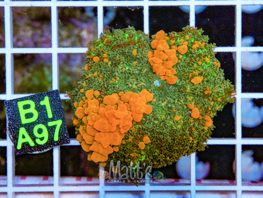 Sunkist Bounce Mushroom Full Plug “WYSIWYG”