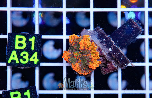 Ultra Orange Yuma Mushroom “WYSIWYG”