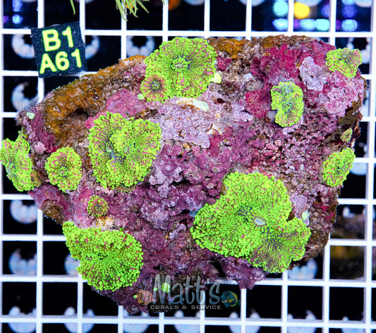 Yuma Ultra Green/Pink Mushroom Colony “WYSIWYG”