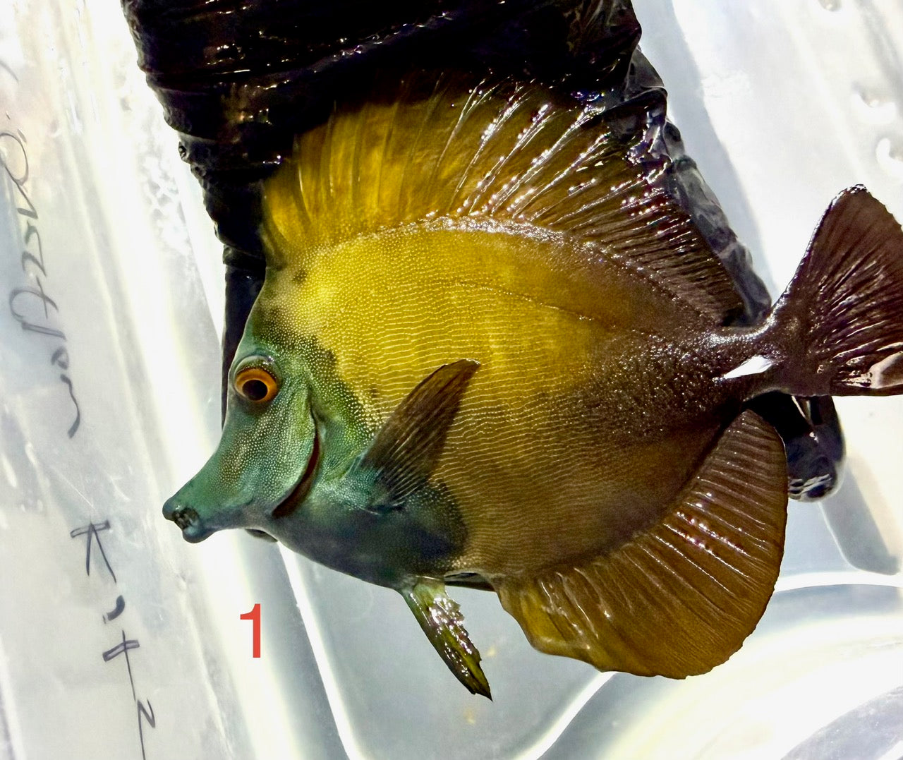 Koi Tang 1