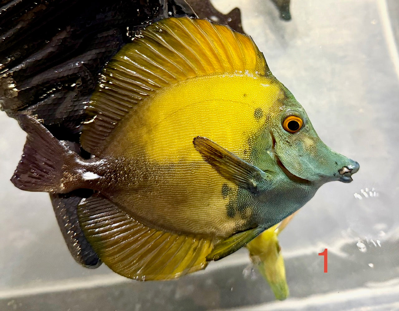 Koi Tang 1