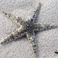 Sand Sifting Star