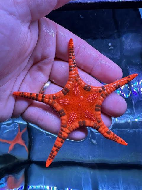 Double Starfish