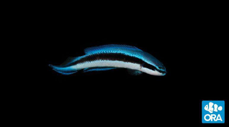 ORA Electric Indigo Dottyback