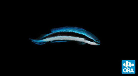 ORA Electric Indigo Dottyback