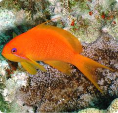 Lyretail Anthias