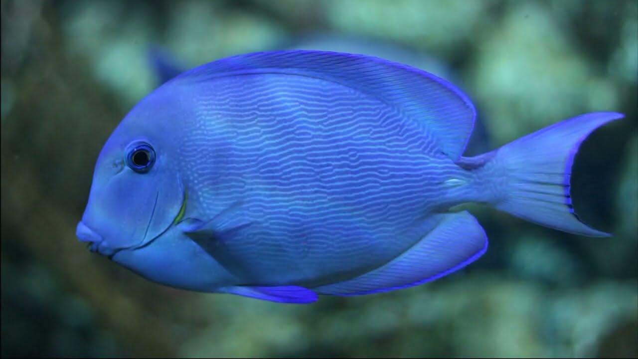 Atlantic Blue Tang