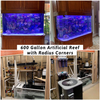 Matt's Corals Showcase Image