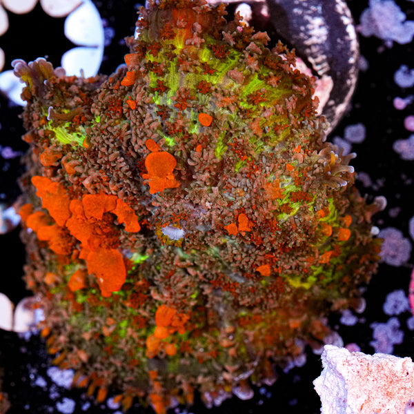 Blue Zing Birdsnest 3