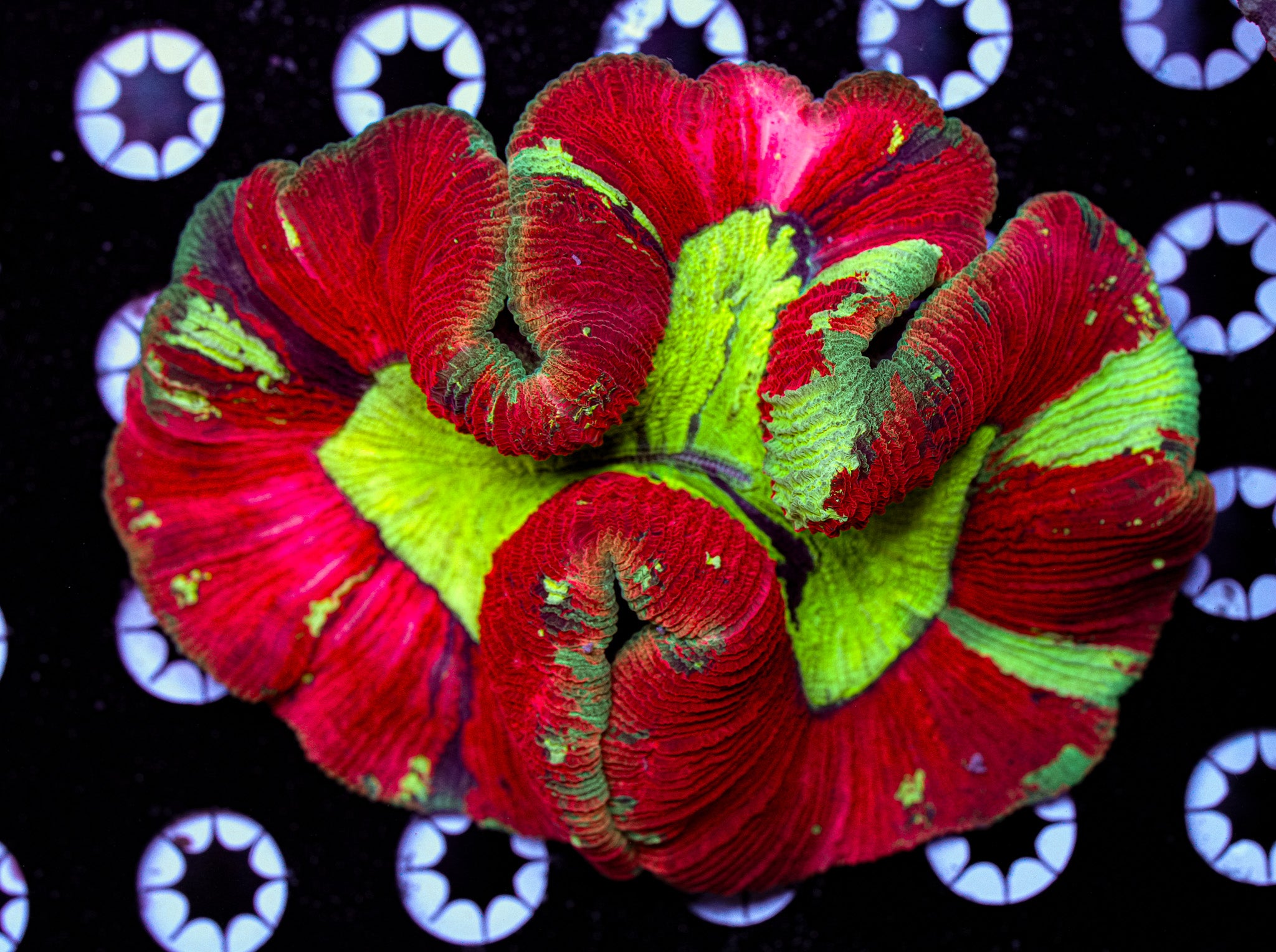 ULTRA Trachyphyllia 3