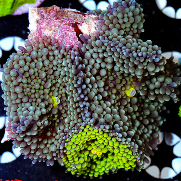 MC Voltage Drip Acropora